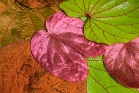 colorful  bauhinia leafs の写真素材