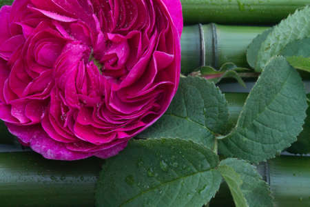 pink rose on bamboo stemの写真素材