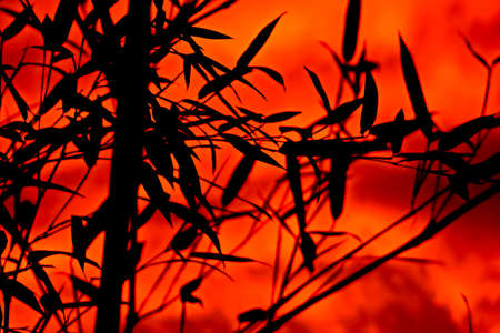  silhouette of bamboo leaves  with sunset glowの写真素材