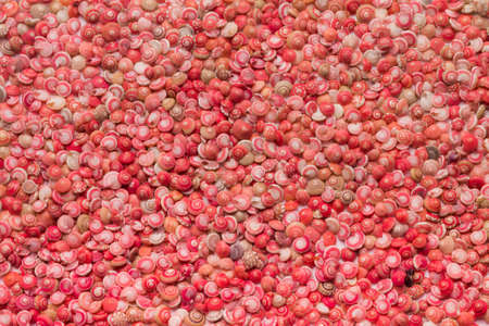 pink button snails backgroundの写真素材