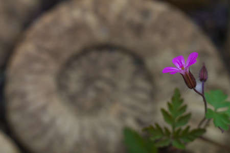 flower in front of fossil spiral の写真素材