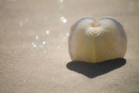 heart shell with heart shadowの写真素材