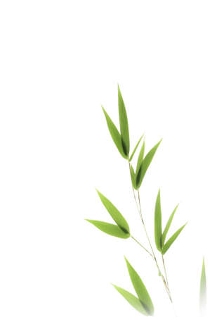 Bamboo leaves isolated on whiteの写真素材