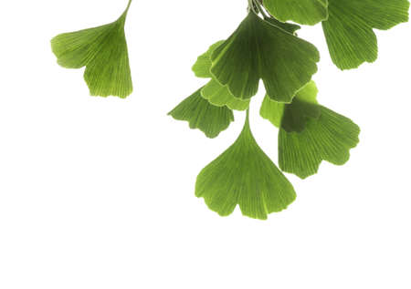 gingko leaves の写真素材