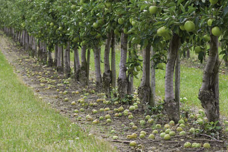 apple field in europeの写真素材