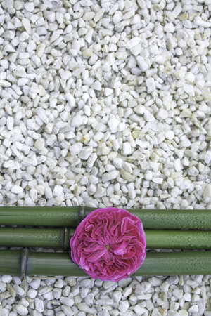 pink rose on bamboo stalksの写真素材
