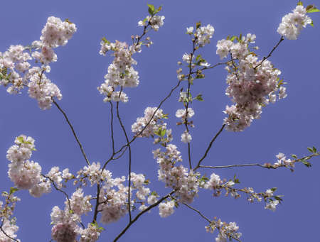 Cherry blossoms over blue sky, , sakura の写真素材