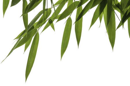 Bamboo leaves isolated on white backgroundの写真素材