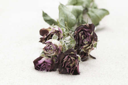 dried red roses on sandの写真素材