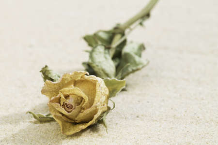 dried rose on a background of sandの写真素材