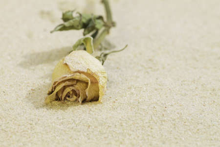 dried rose on  sandの写真素材