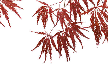 autumn maple leaf isolated on white backgroundの写真素材