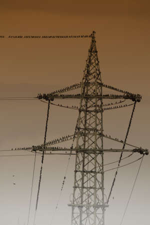 Power pylon and power lines with birds 