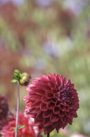 pink  dahlia flowerの写真素材
