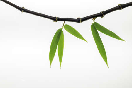 Black Bamboo leaves and stalkの写真素材