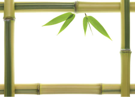 Yellow Bamboo leaves and stalks as frameの写真素材