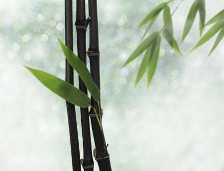 Black Bamboo leaves and stalkの写真素材