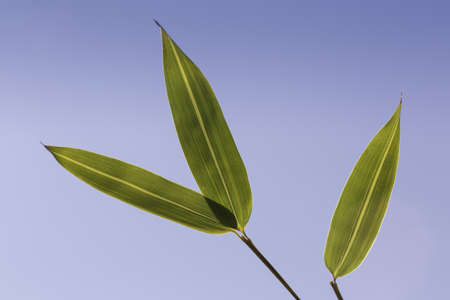 bamboo leafの写真素材
