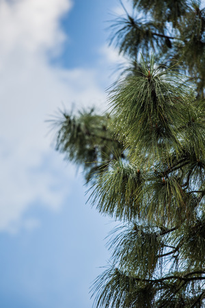 Pine and Blue