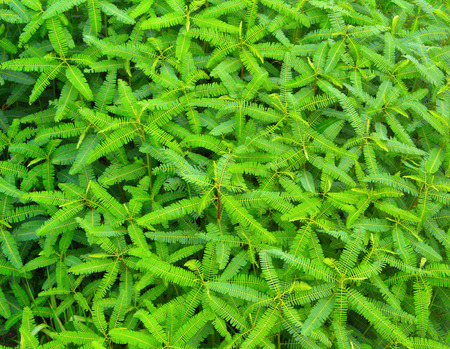 Green leaves background from water tree in the canalの写真素材