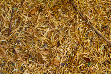 Bamboo leaves fall on the ground backgroundの写真素材