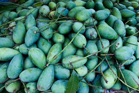 Division of green mango in Thailandのeditorial素材