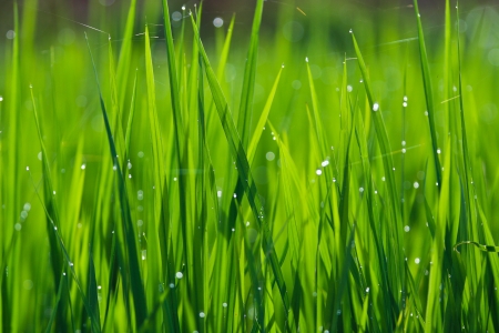 Terraced rice fields in northern Thailandのeditorial素材