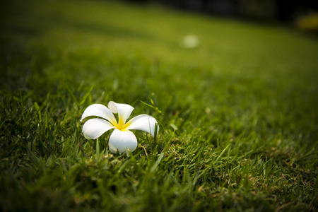 frangipani flowers Frangipani Pagoda tree or Temple tree on fieldの写真素材
