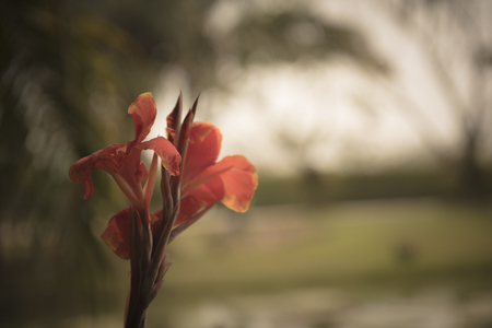 Red Flower in gardenの写真素材