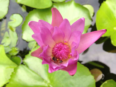 pink lotus and beeの素材
