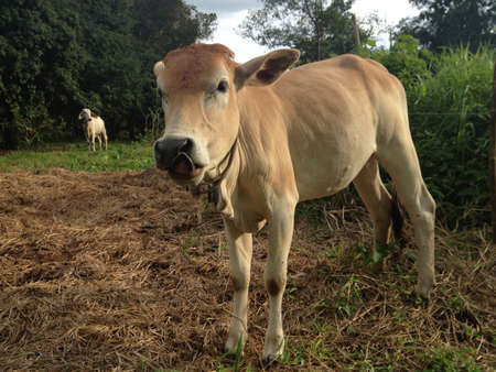 young cow in farmの素材