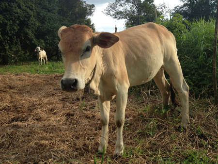 young cow in farmの素材