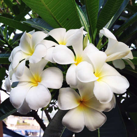 White plumeriaの素材