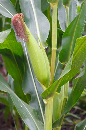 Green corn on plant in thailandの写真素材