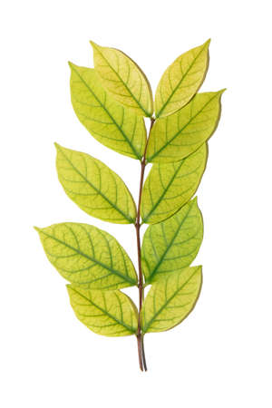 light green leafs on white backgroundの写真素材