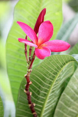 Pink Plumeria on nature backgroundの写真素材