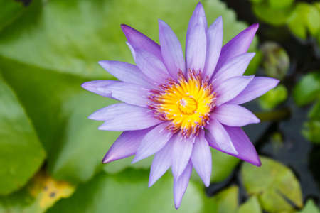Purple waterlilyの写真素材