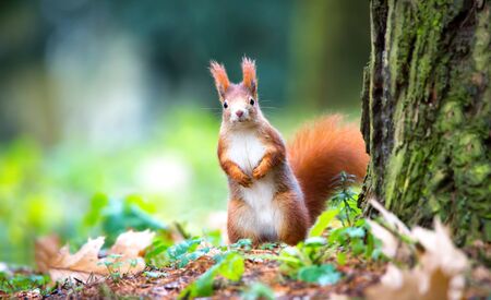 Curious squirrel sitting in the autumn park sunshine autumn colors