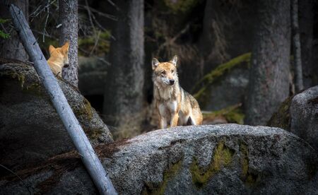 A lone Timber wolf or Grey Wolf Canis lupus stands on a stone and watches.