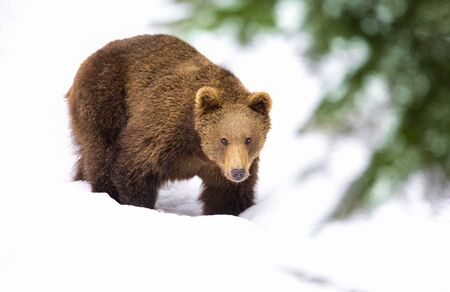 Wild Brown bear in the snow. Winter forest. Scientific name: Ursus arctos. Natural habitat. Winter...