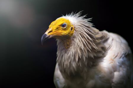 Big Bird Egyptian vulture Neophron percnopterus on dark background.の写真素材