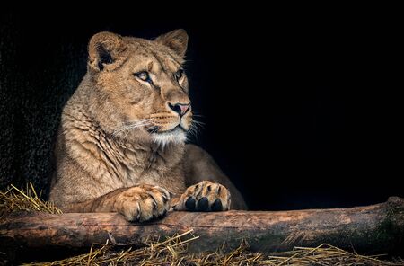 The lion of Berber look majestic teeth dark background.