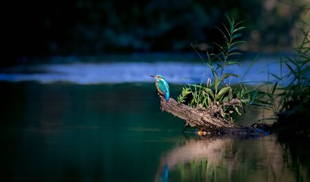 Beautiful nature scene with Common kingfisher Alcedo atthis. Wildlife shot of Common kingfisher on the branch. Common kingfisher in the nature habitat. In the light, sit over water river.の写真素材