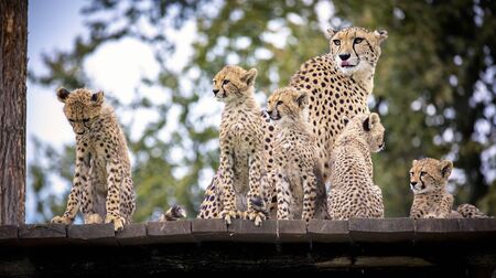 Cheetah family resting on grass and watching around..
