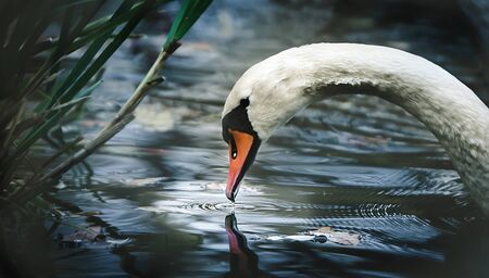 portrait of white swans elengant look, white swan looking for food.の写真素材