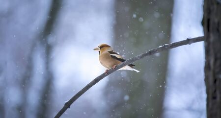 Hawfinch - Coccothraustes coccothraustes sitting on the branch in winter, the best photo.の写真素材