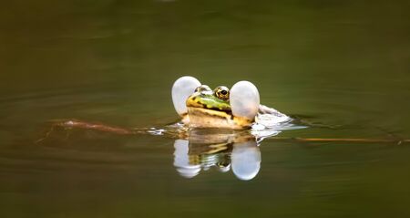 Common water frog Pelophylax kl. esculentus in water, courtship, sound, bloated bags, the best photo.の写真素材