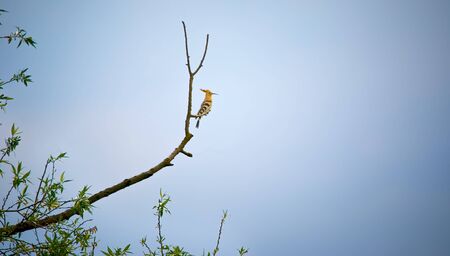 Beautiful Hoopoe, Eurasian Hoopoe Upupa epops, breast profile, standing on a branch. The best photo,...