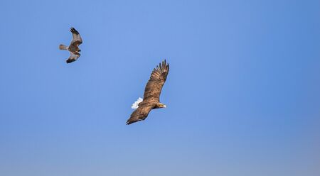 Adult White-tailed eagle in flight.Sky background. Scientific name: Haliaeetus albicilla, also known as the ern, Eurasian sea eagle and white-tailed sea-eagle. The best photo. With Circus aeruginosus.の写真素材