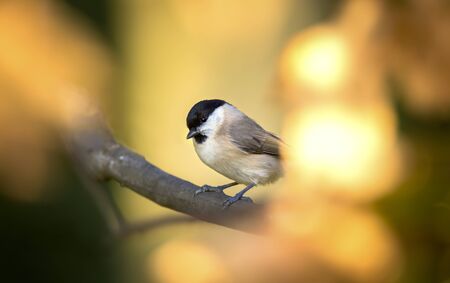 nice marsh tit Parus palustris with autumn colors background, orange yellow brown, the best photo, Amazing colors in light and colors of autumn leaves.の写真素材